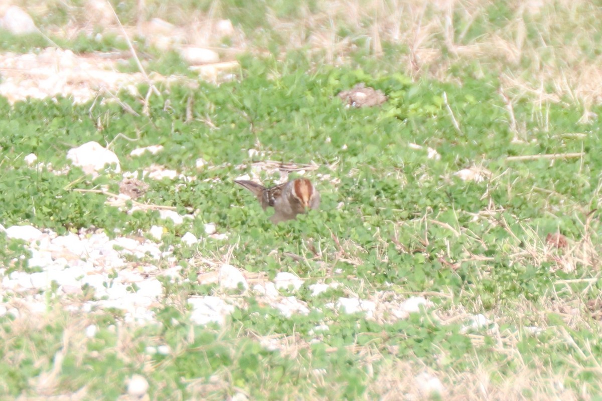 White-crowned Sparrow - ML645910146