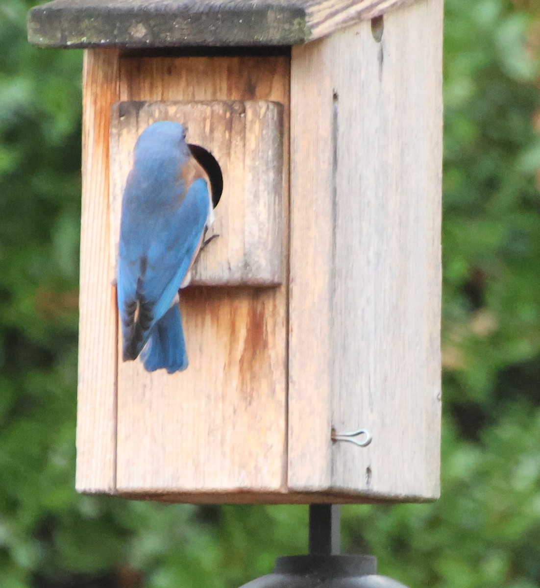 Eastern Bluebird - ML645910149
