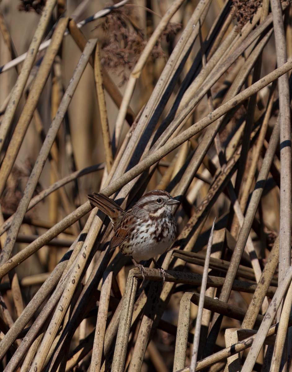 Song Sparrow - ML645910151