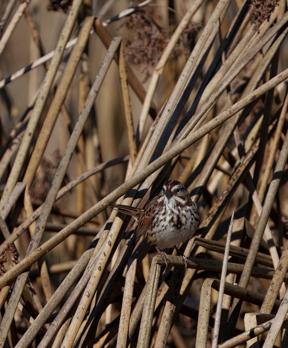 Song Sparrow - ML645910152