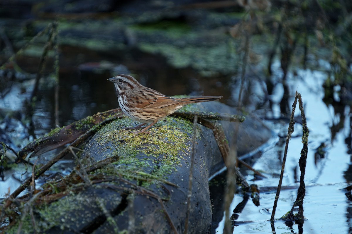 Song Sparrow - ML645910153