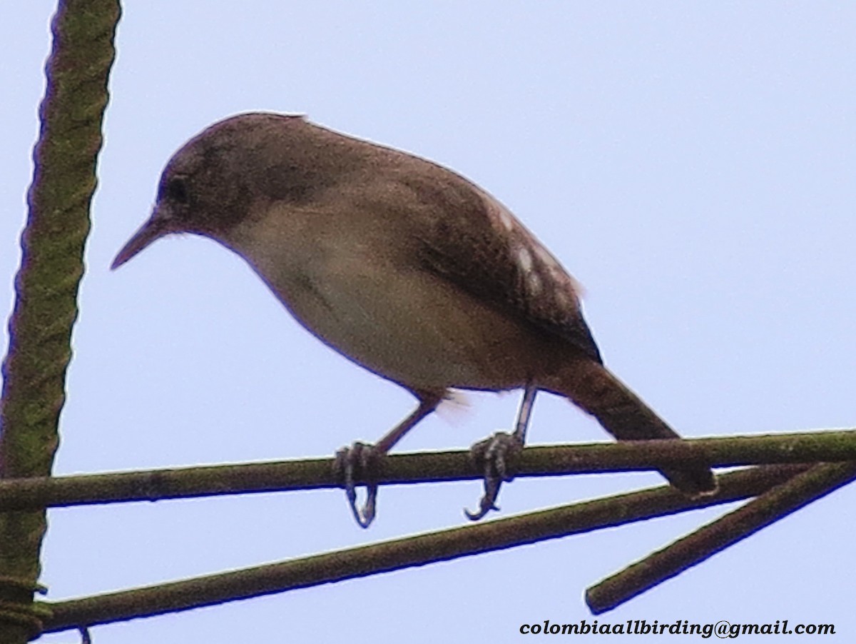 Southern House Wren - ML645910156