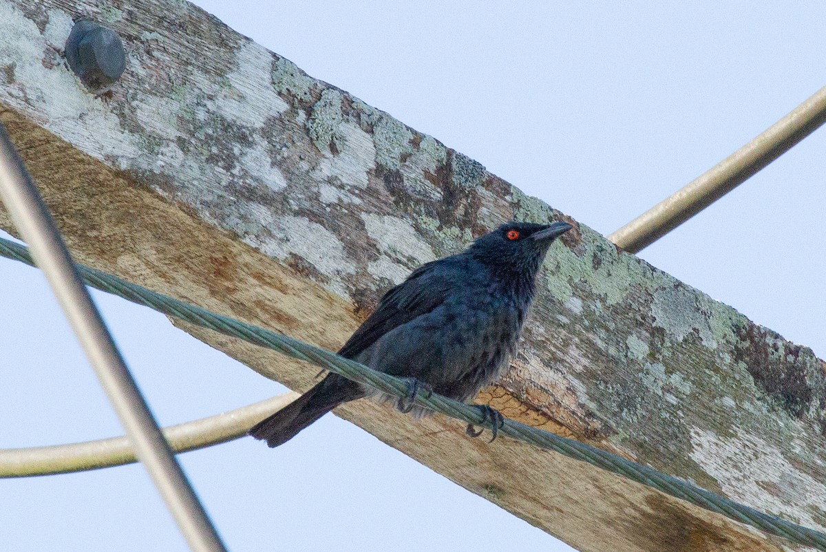 Stourne chanteur - ML645910158