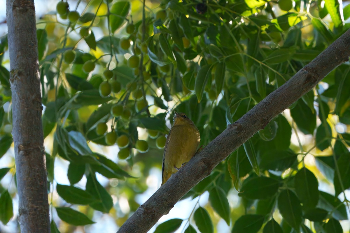 Orange-crowned Warbler - ML645910160