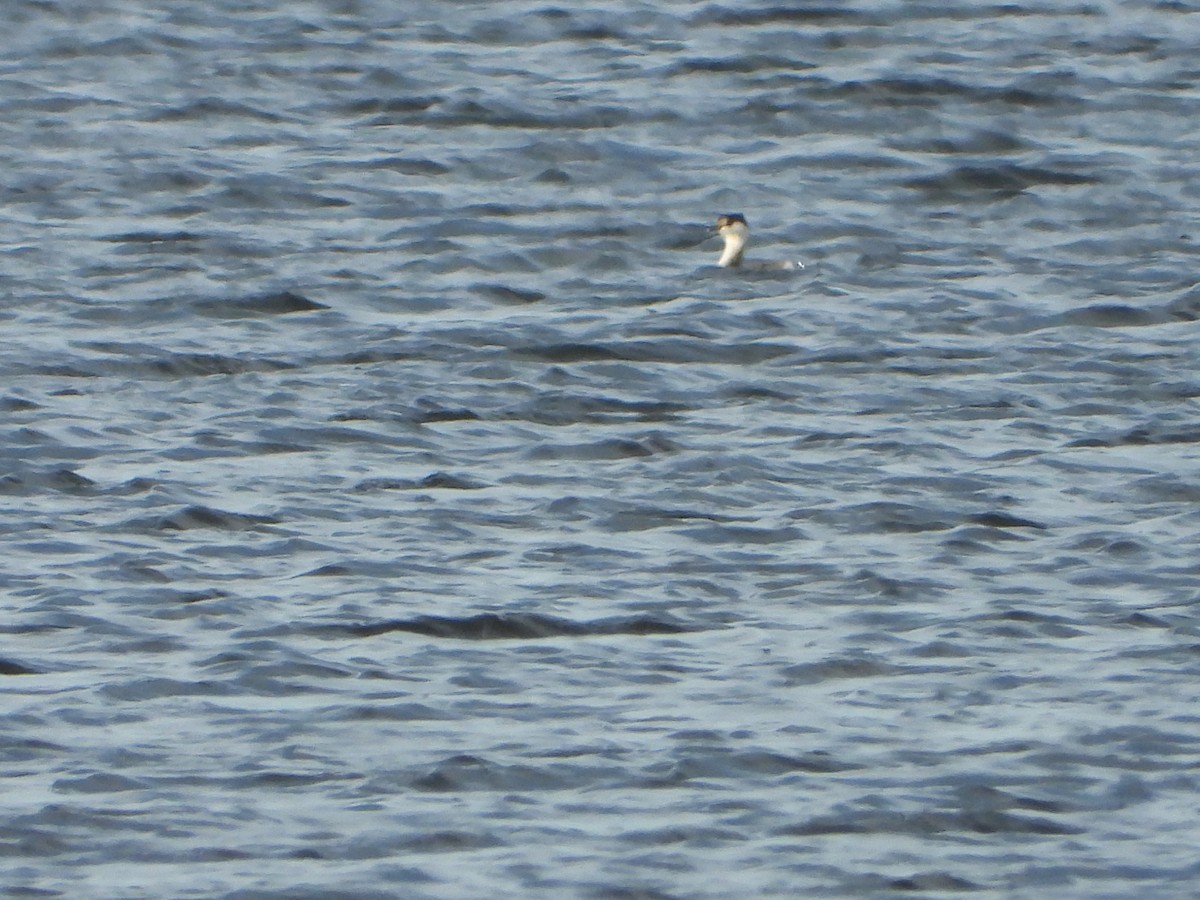 ミミカイツブリ - ML645910169