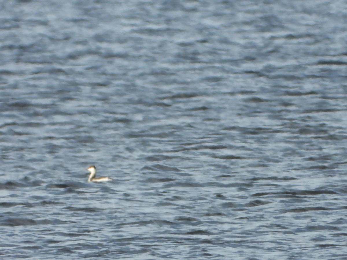 ミミカイツブリ - ML645910170