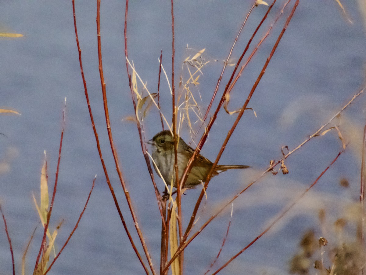 sumpspurv - ML645910173