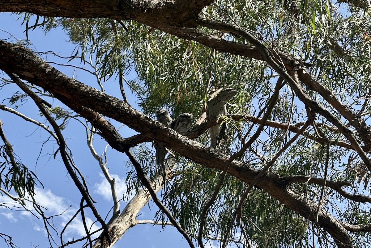 Avustralya Kocaağzı - ML645910185