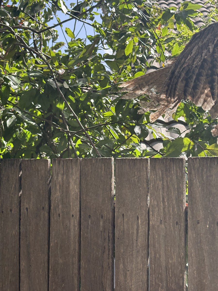 Avustralya Kocaağzı - ML645910186