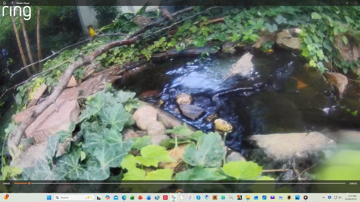 Цитринка чорновола - ML645910187