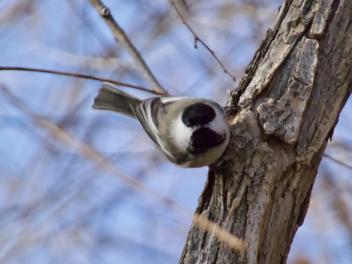 amerikameis - ML645910190