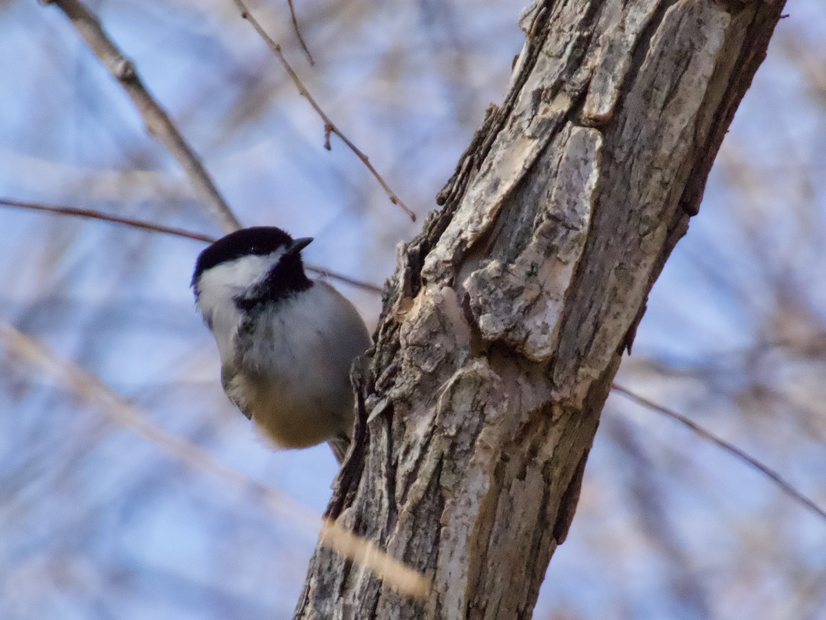 amerikameis - ML645910191