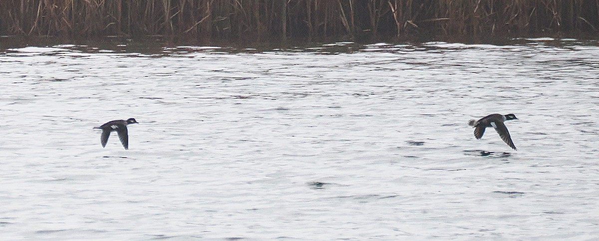 Гоголь-головастик - ML645910201