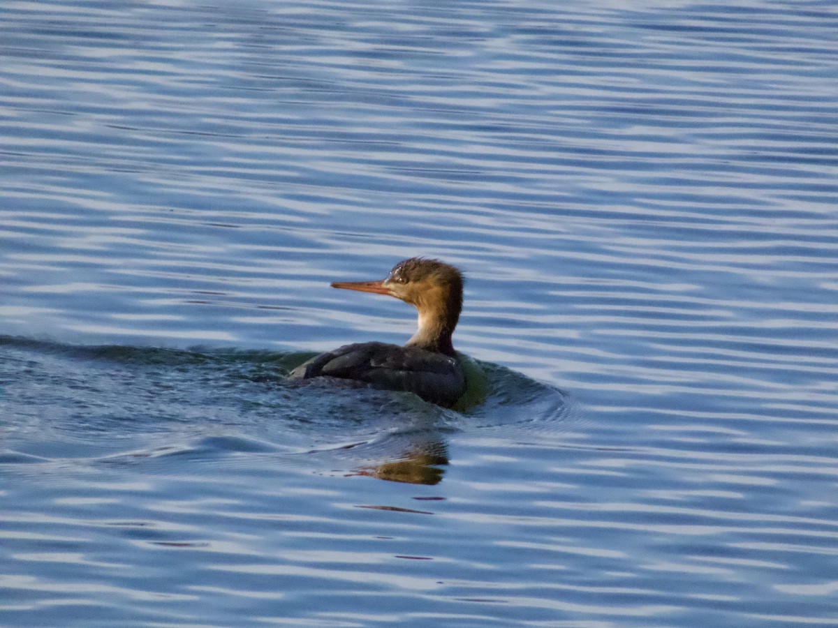 siland - ML645910204