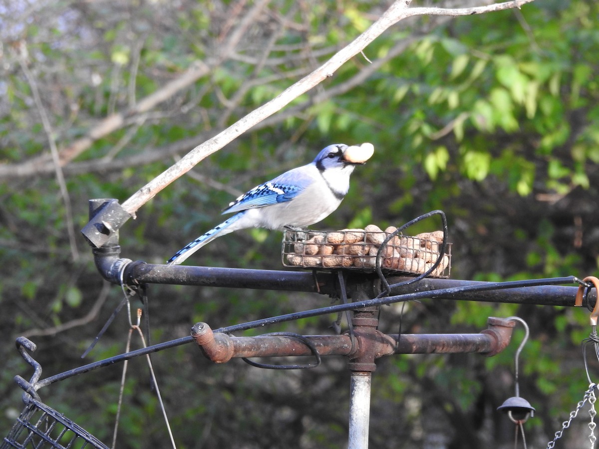 Blue Jay - ML645910208