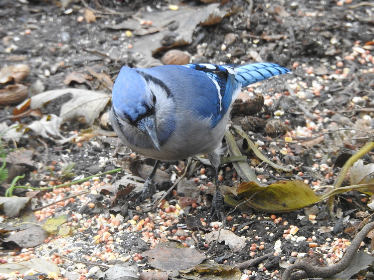Blue Jay - ML645910211