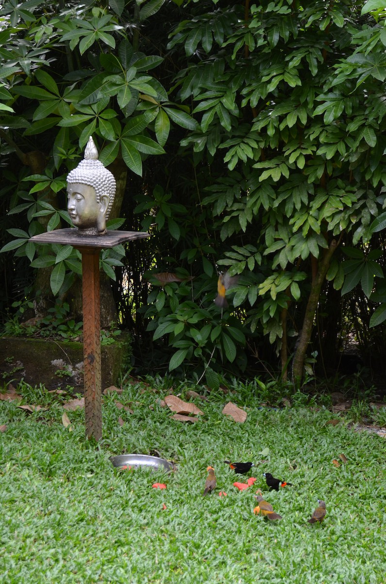 Tangara à croupion rouge - ML645910217