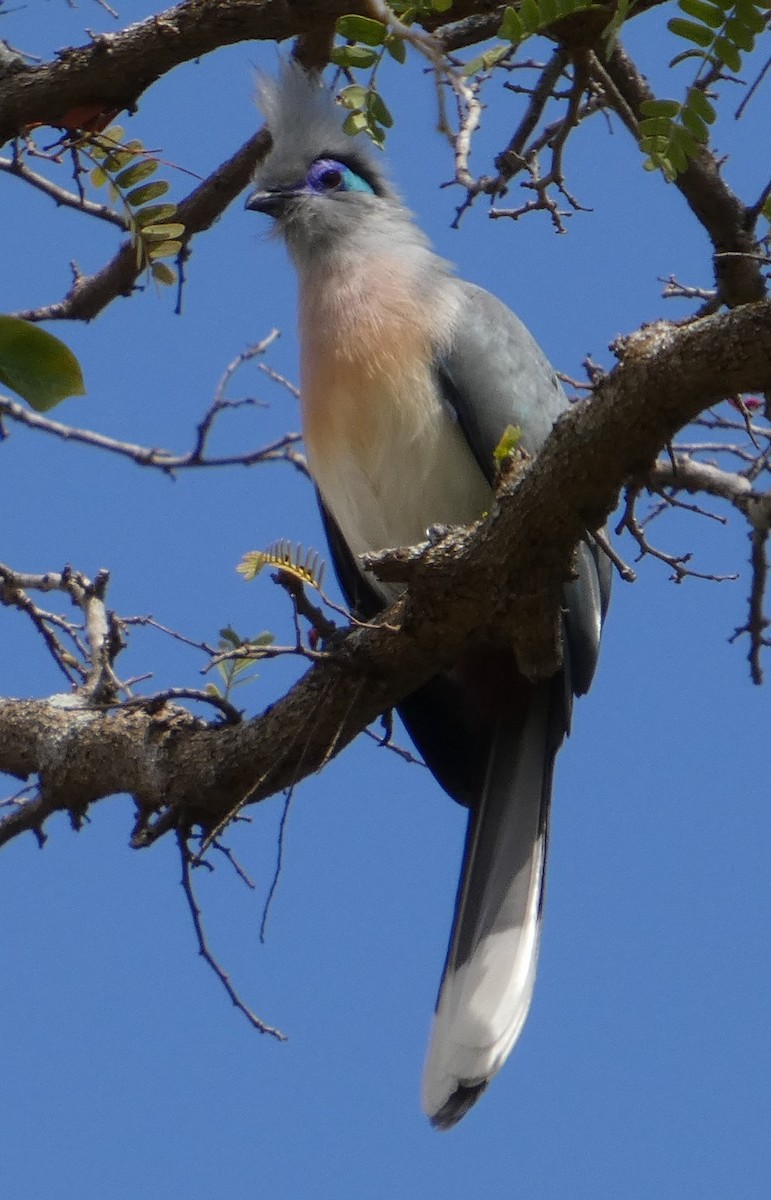 Crested Coua (Chestnut-vented) - ML645910223