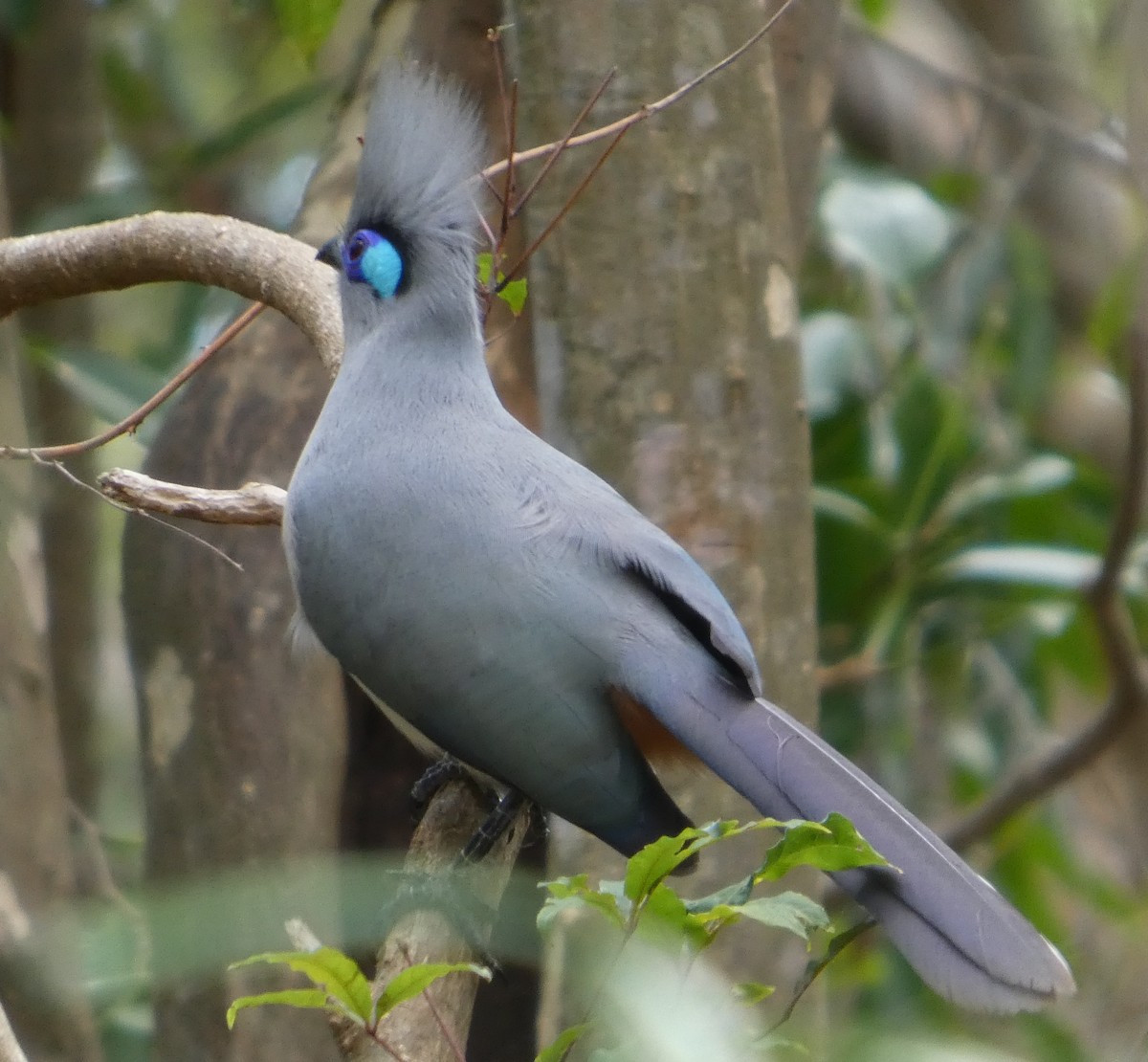Crested Coua (Chestnut-vented) - ML645910224