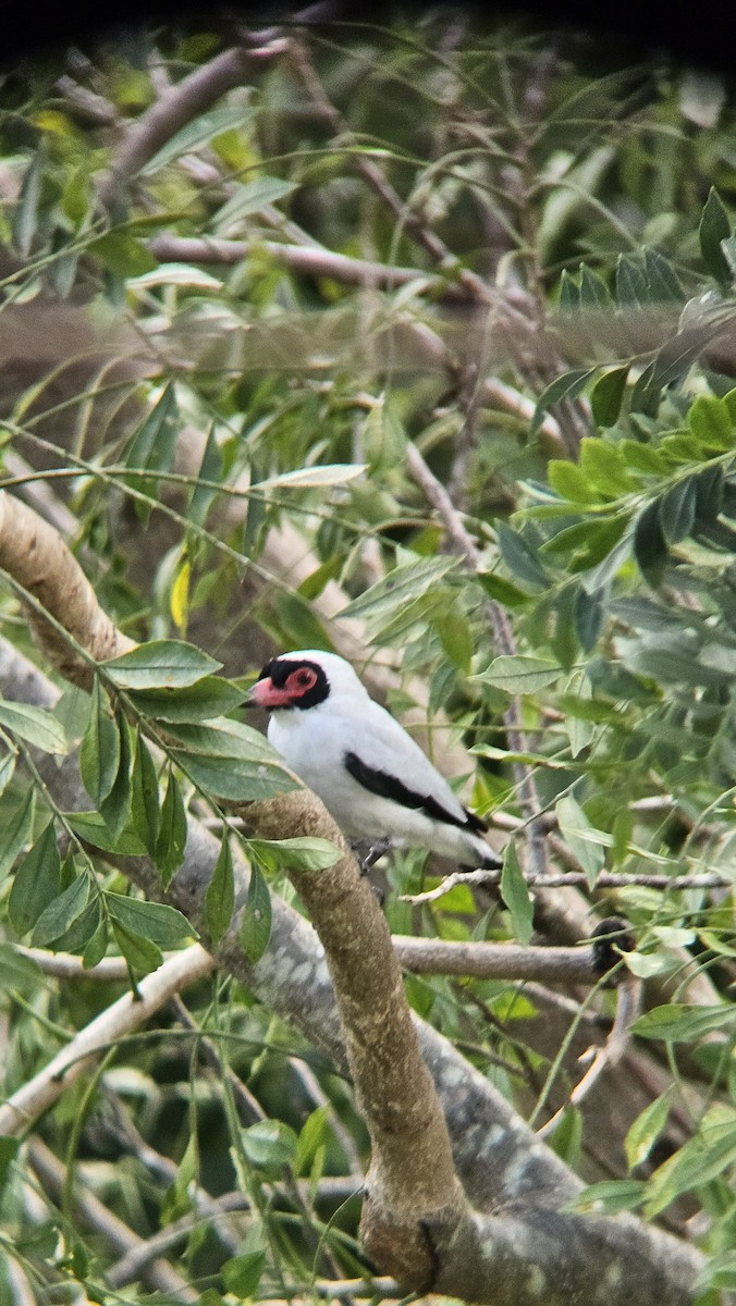 Masked Tityra - ML645910230