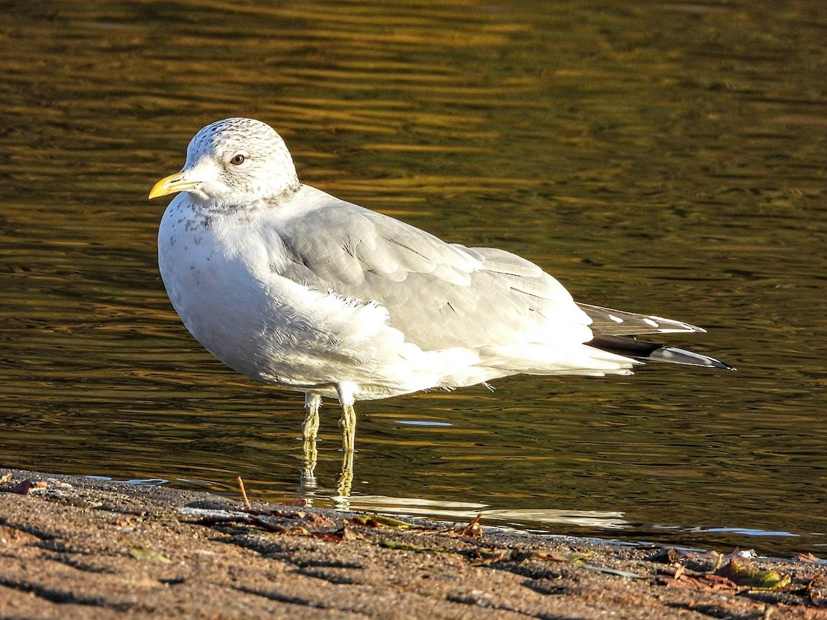 Common Gull - ML645910242