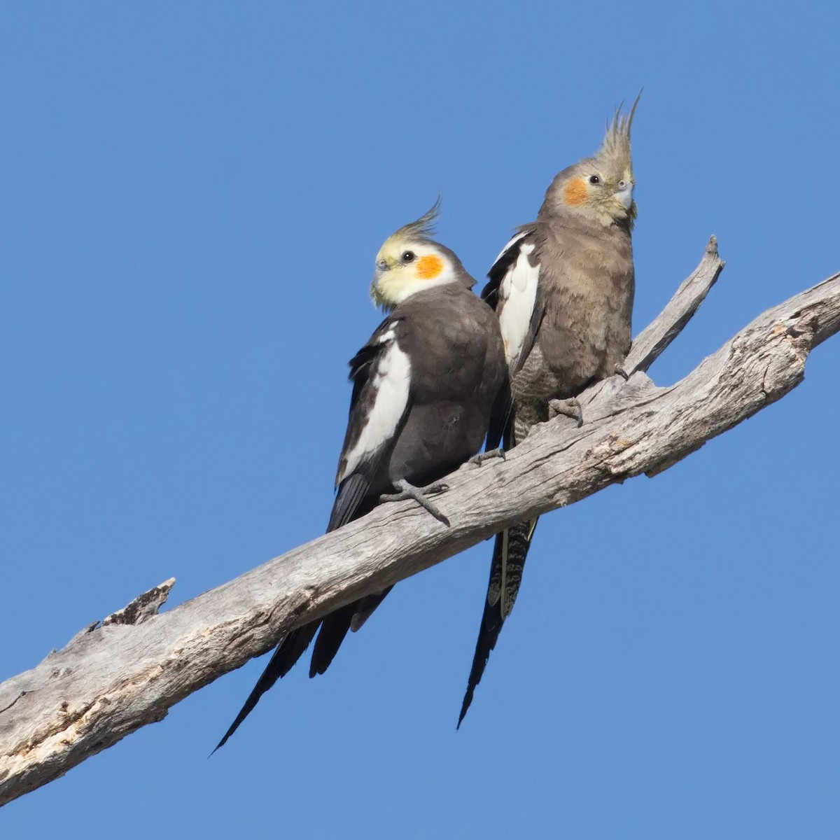 雞尾鸚鵡 - ML645910249