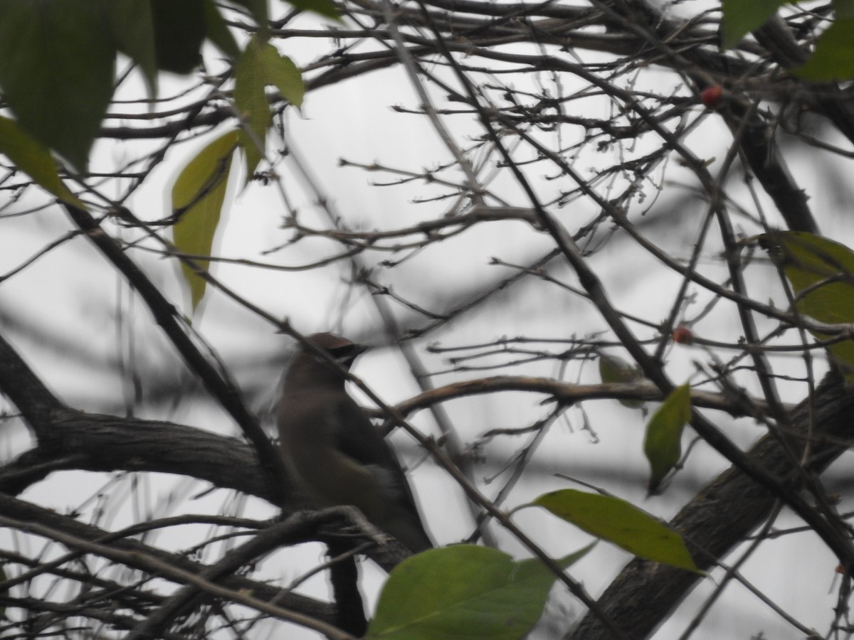 brkoslav americký - ML645910252