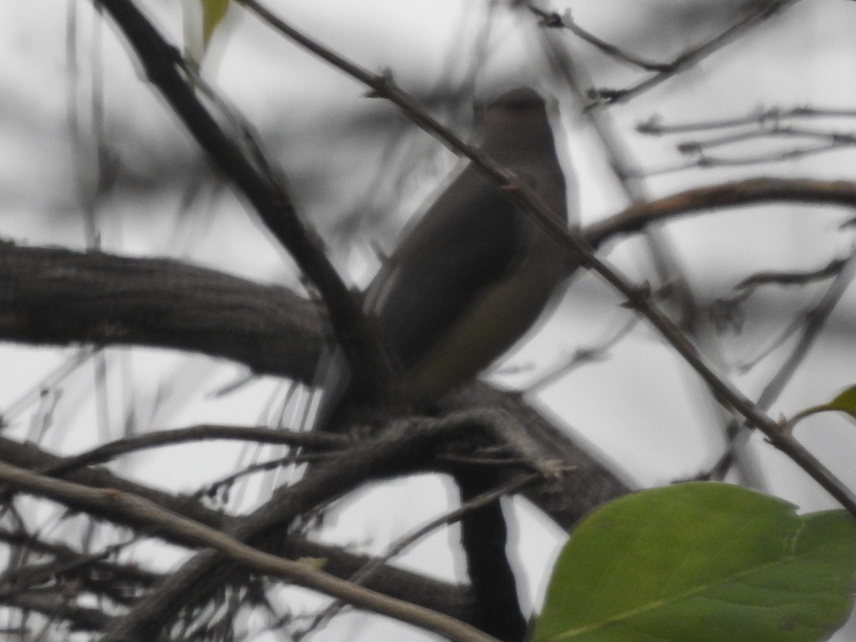 brkoslav americký - ML645910253