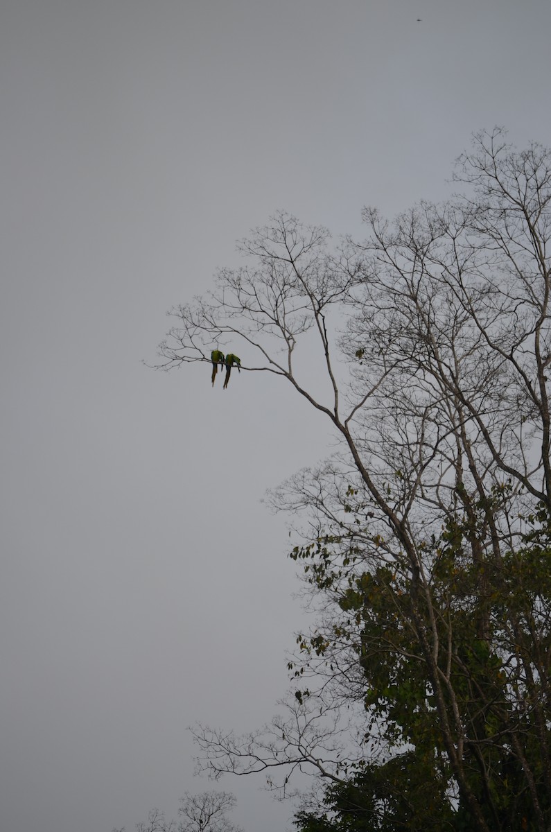 Ara de Buffon - ML645910254