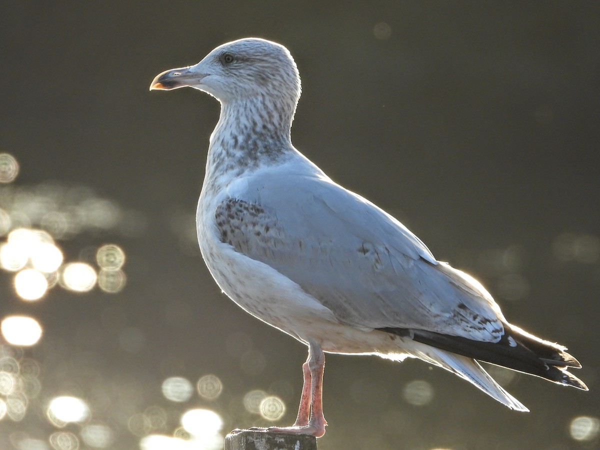 European Herring Gull - ML645910258