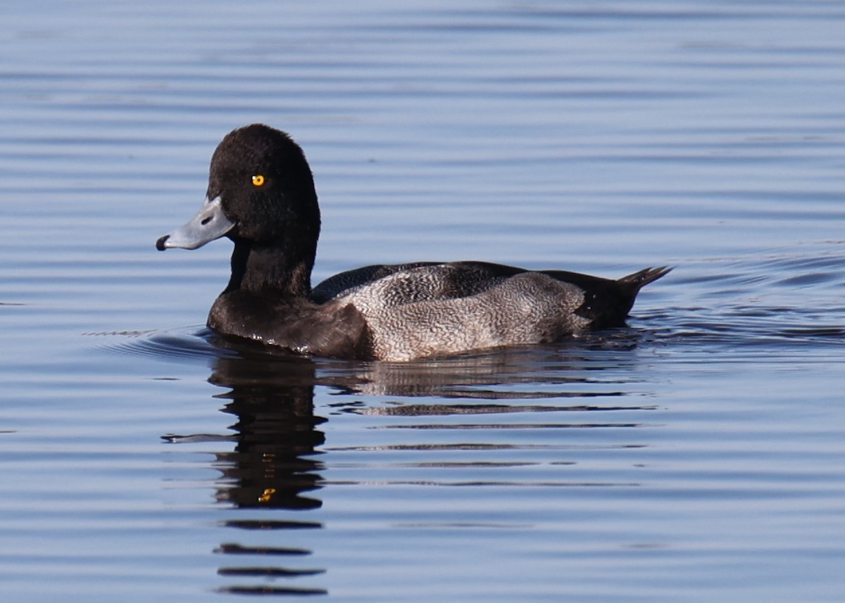 スズガモ - ML645910267