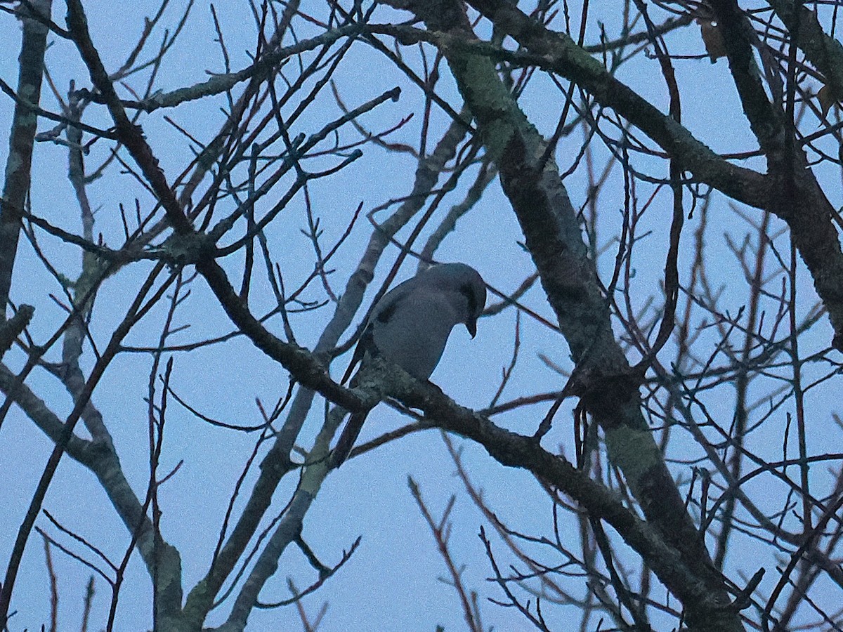 Северный сорокопут - ML645910271