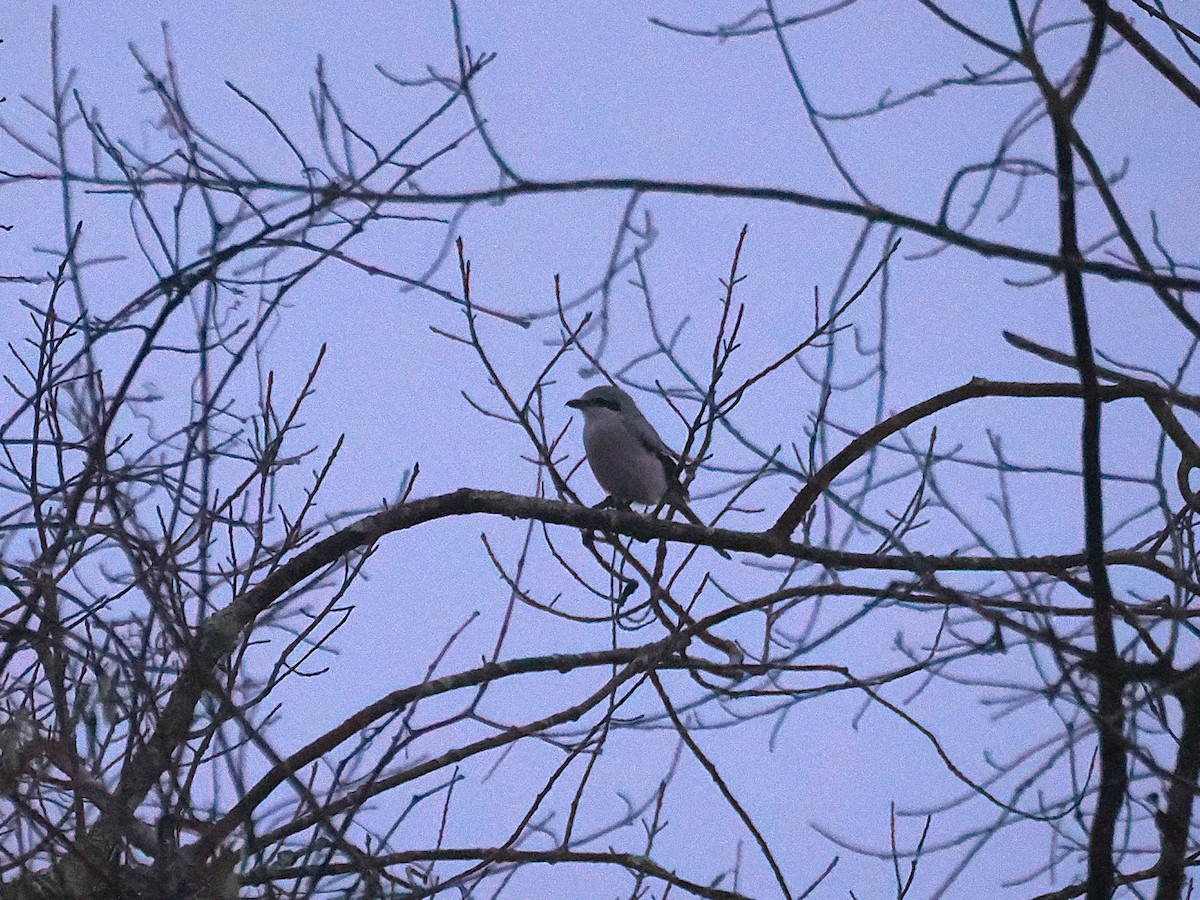 Северный сорокопут - ML645910272