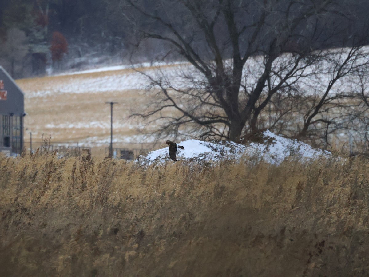 moták severoamerický - ML645910273