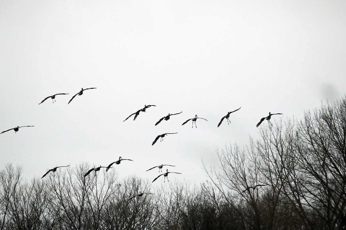Sandhill Crane - ML645910278
