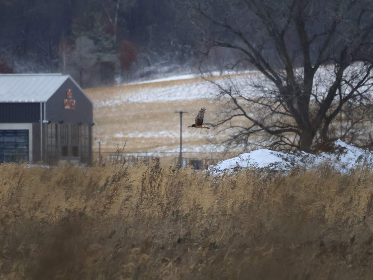 moták severoamerický - ML645910279