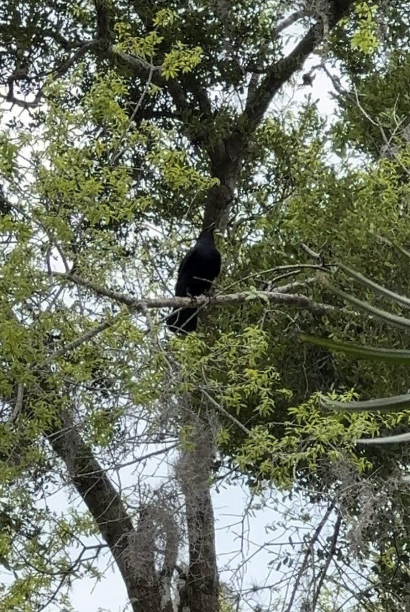 Fish Crow - ML645910280