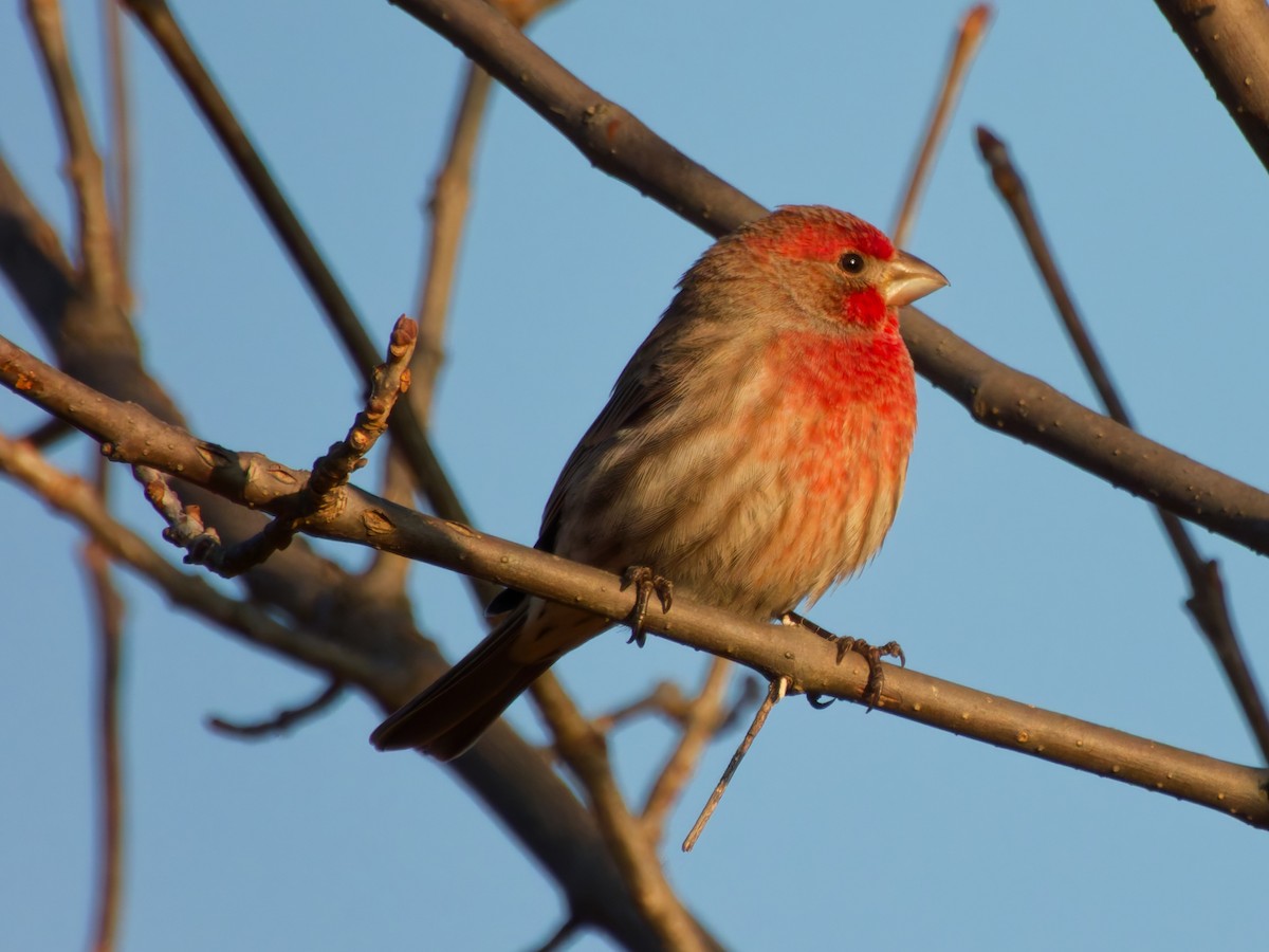 House Finch - ML645910285