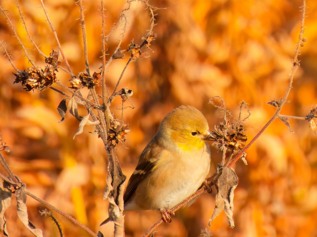 American Goldfinch - ML645910286