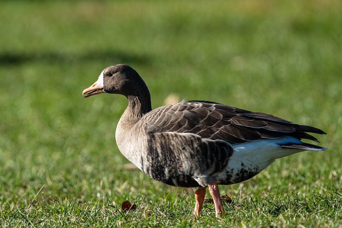 אווז לבן-מצח - ML645910290