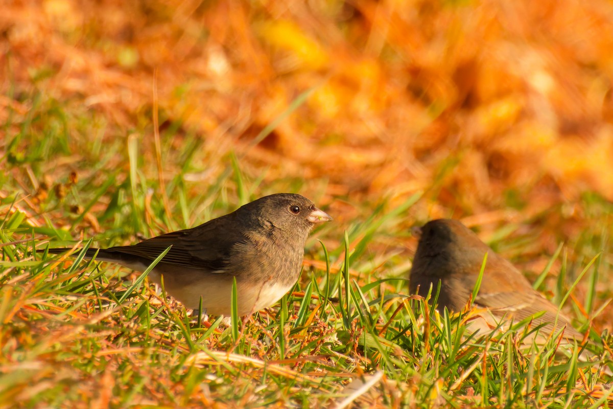 Dark-eyed Junco - ML645910293