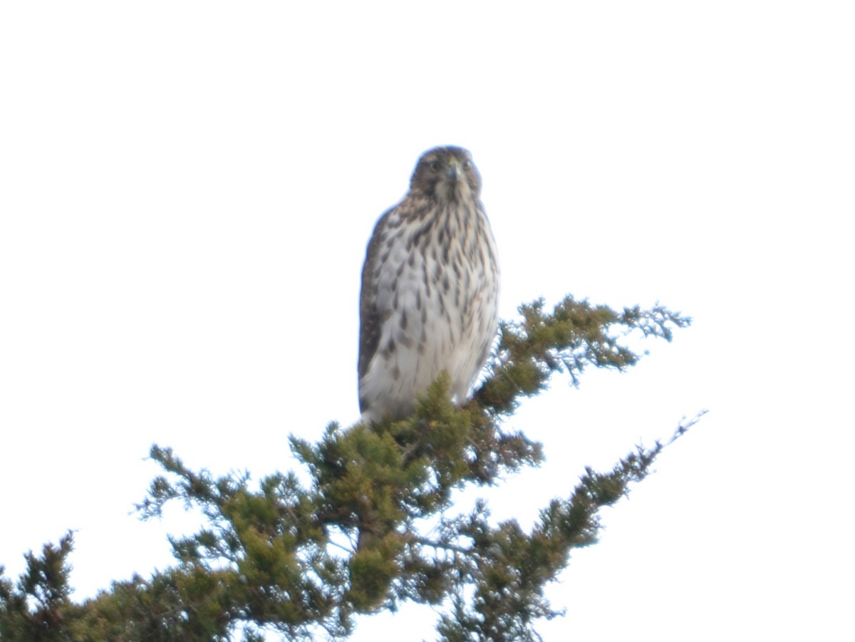 Cooper's Hawk - ML645910298
