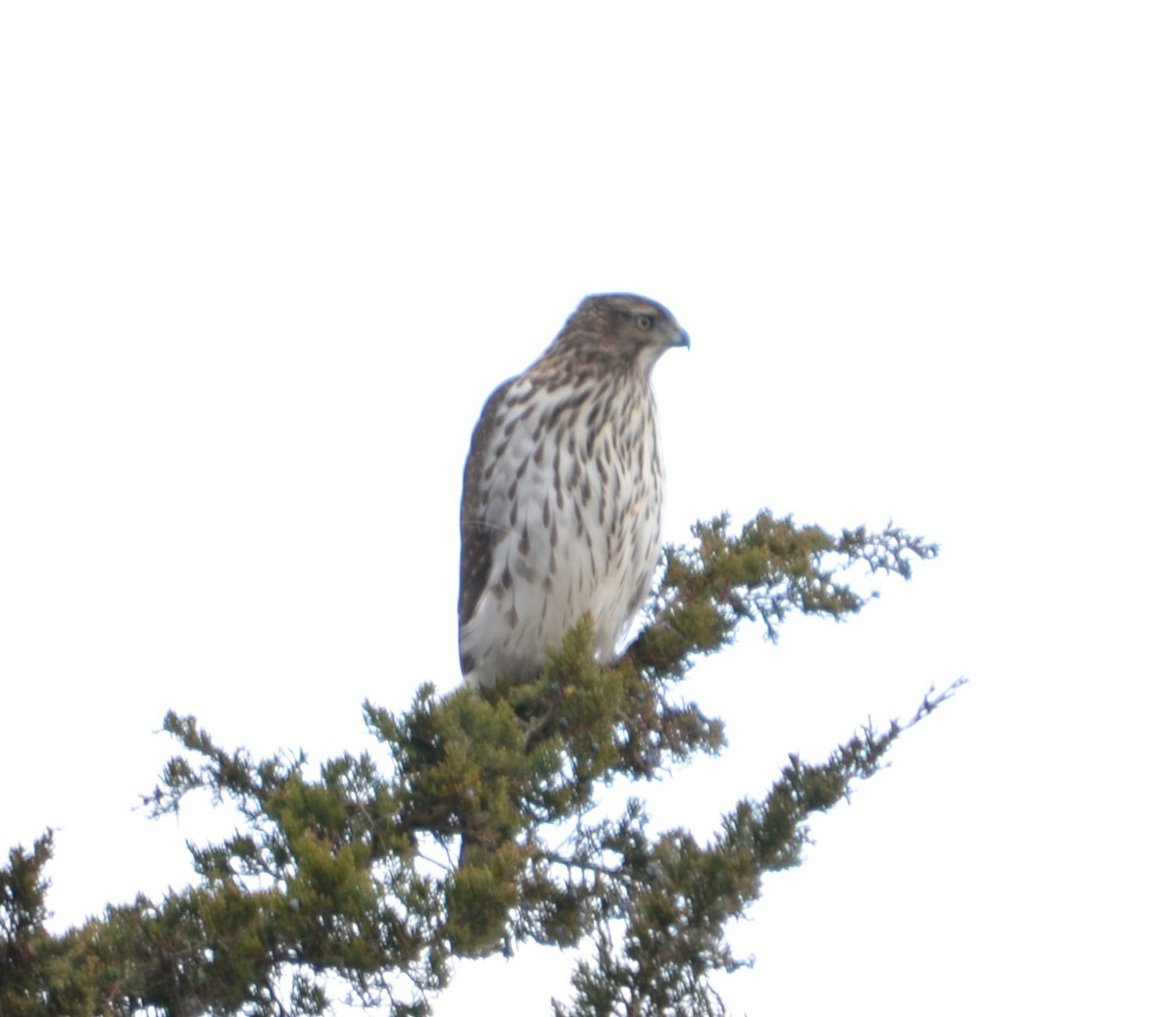 Cooper's Hawk - ML645910299