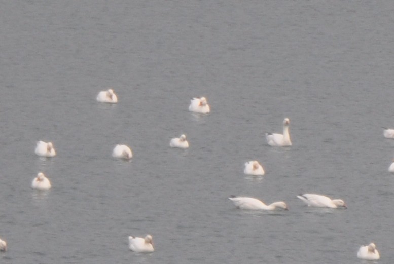 Ross's Goose - ML645910300