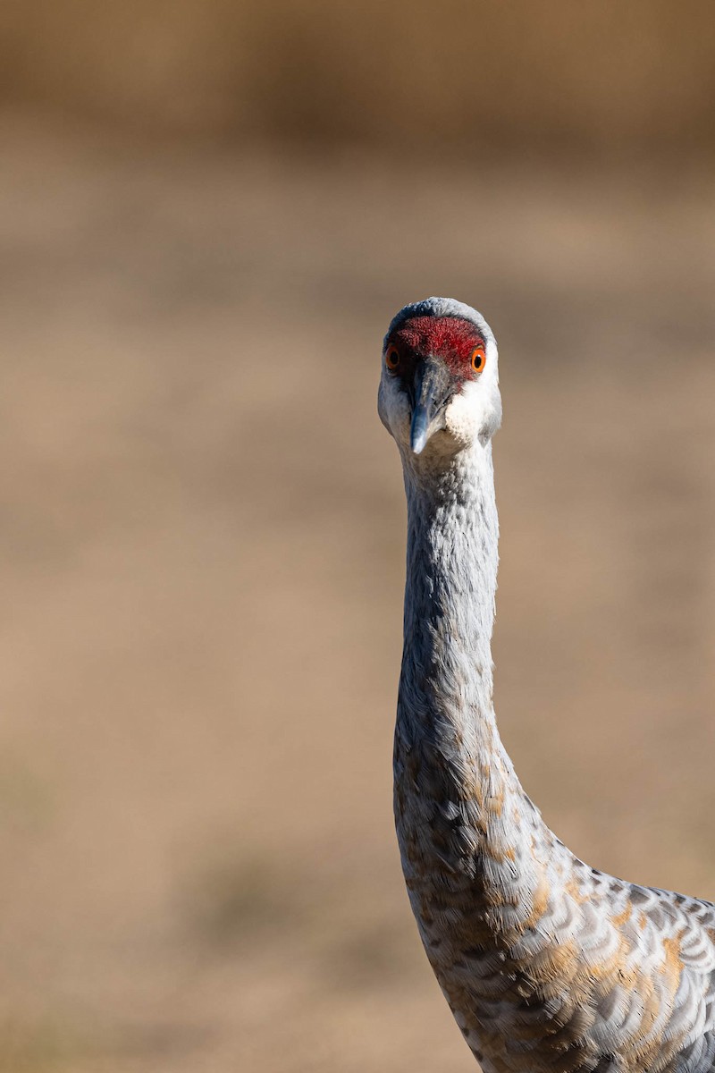עגור קנדי - ML645910302