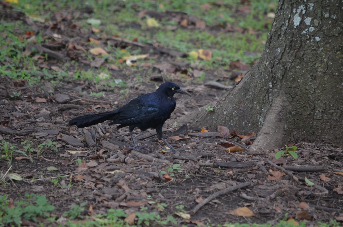 Quiscale à longue queue - ML645910303