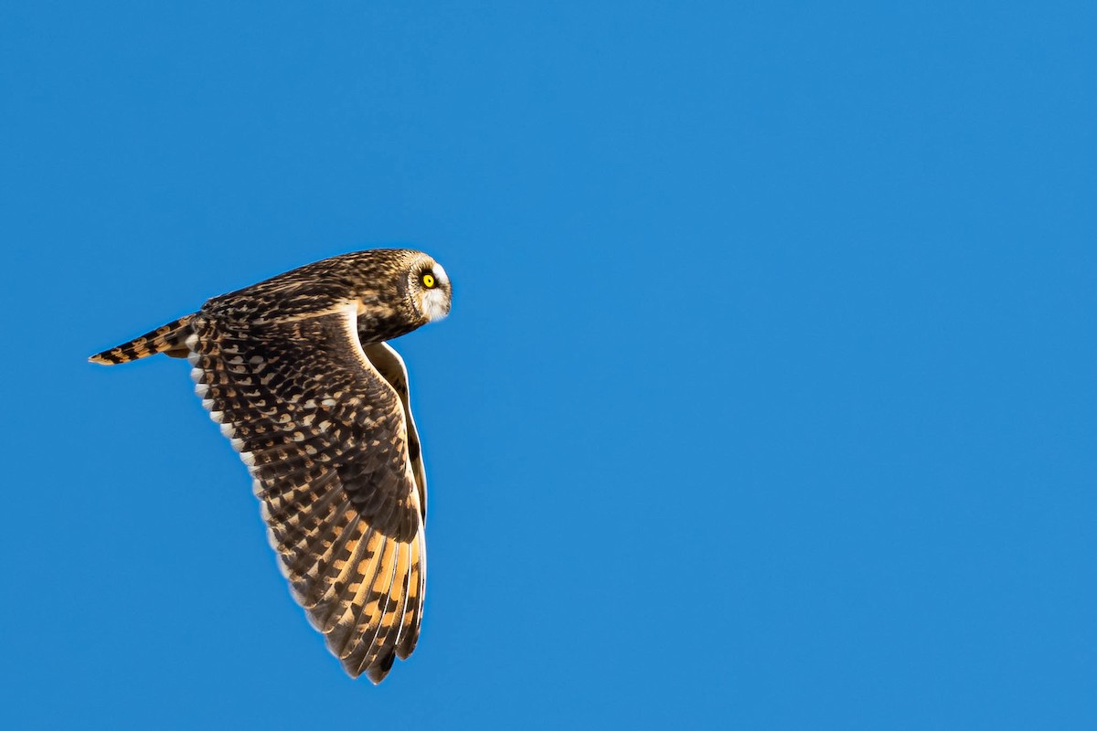 ינשוף שדות - ML645910314