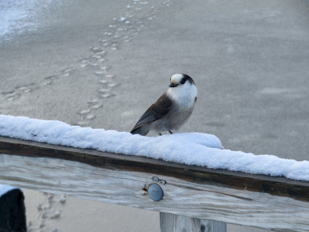 Meisenhäher - ML645910316