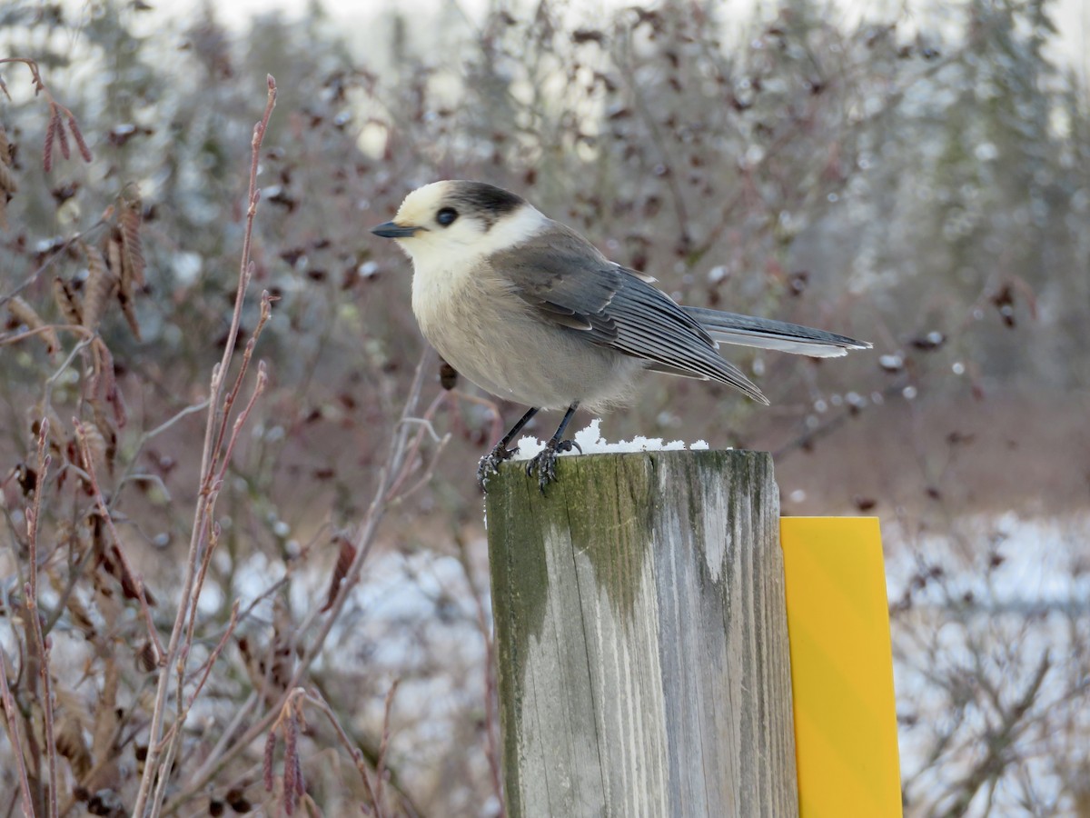 Meisenhäher - ML645910317