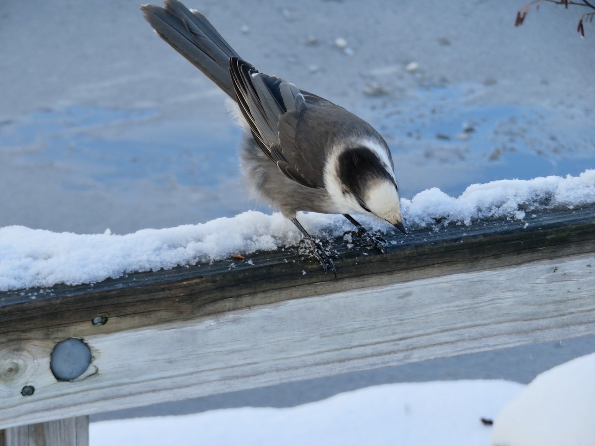 Meisenhäher - ML645910318